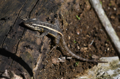 Sceloporus variabilis