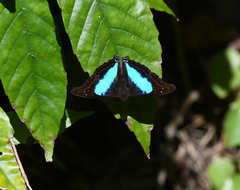Doxocopa laurentia cherubina