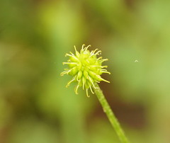 Ranunculus plebeius