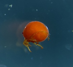 Hydrachnidae