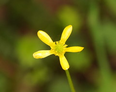Ranunculus plebeius