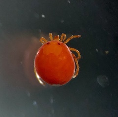 Hydrachnidae