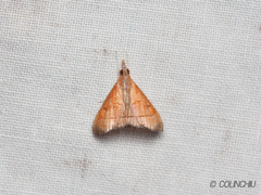 Hemiscopis sanguinea