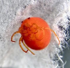 Hydrachnidae