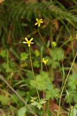 Ranunculus plebeius