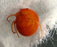 Hydrachnidae