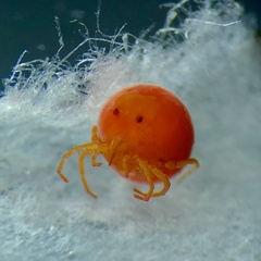 Hydrachnidae