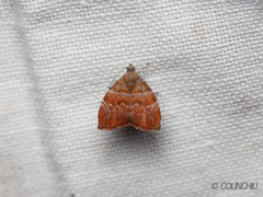 Choreutis achyrodes