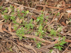 Asperula euryphylla