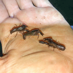 Tenuibranchiurus glypticus