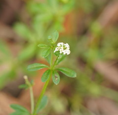 Asperula euryphylla