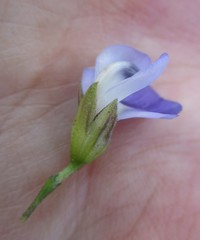 Psoralea sordida
