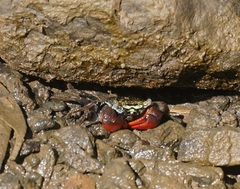 Parasesarma brevicristatum