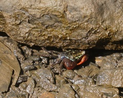 Parasesarma brevicristatum