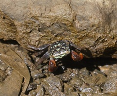 Parasesarma brevicristatum