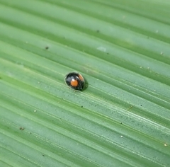 Cryptogonus orbiculus