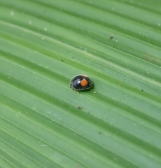 Cryptogonus orbiculus