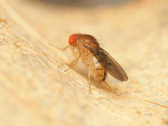 Drosophila tripunctata