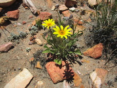 Arctotis lanceolata