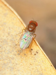 Drosophila tripunctata