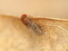 Drosophila tripunctata