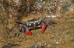 Parasesarma brevicristatum