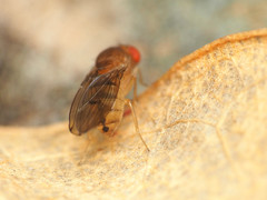 Drosophila tripunctata