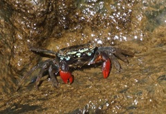 Parasesarma brevicristatum