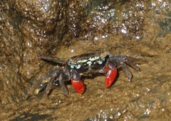 Parasesarma brevicristatum