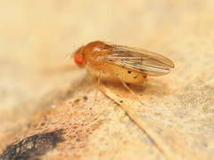 Drosophila falleni