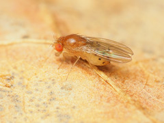 Drosophila falleni