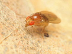 Drosophila falleni