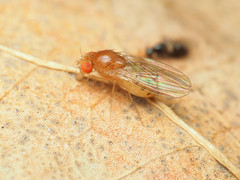 Drosophila falleni