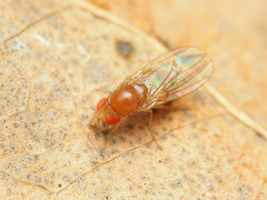 Drosophila falleni