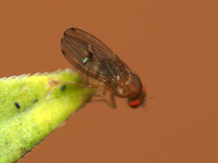 Drosophila tripunctata
