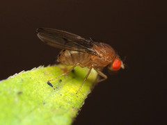 Drosophila tripunctata