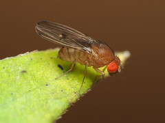 Drosophila tripunctata