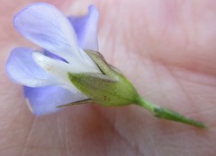 Psoralea sordida