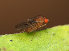 Drosophila tripunctata