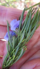 Psoralea sordida