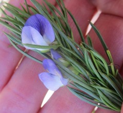 Psoralea sordida