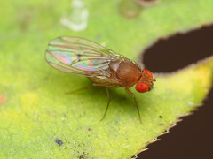 Drosophila tripunctata