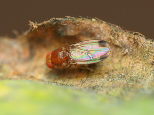 Spotted-winged Drosophila photo 6