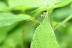 Aciagrion pallidum