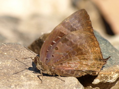 Arhopala madytus