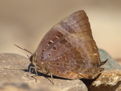 Arhopala madytus