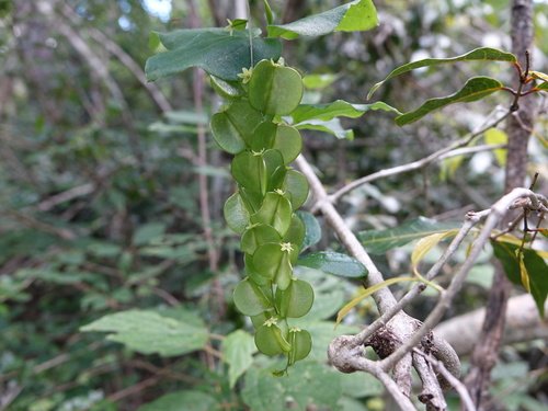 Dioscorea bemarivensis