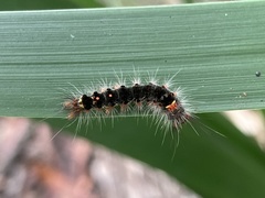 Euproctis melanosoma