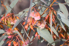 Eucalyptus torquata