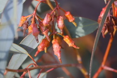 Eucalyptus torquata